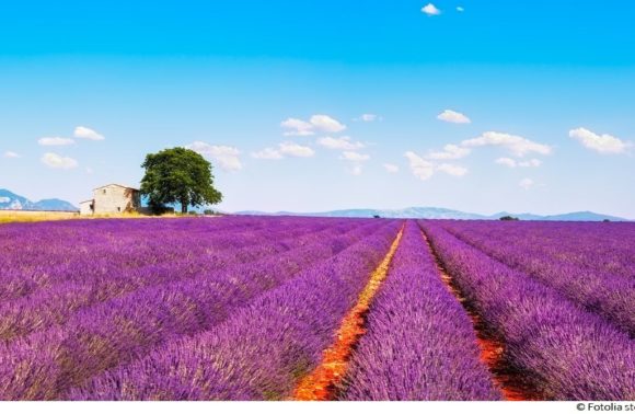 Provence zur Lavendelblüte – mit Flair !